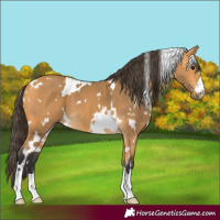 Horse Color:White Spotted Buckskin