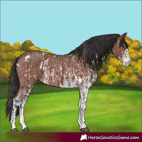 Horse Color:Brown Sabino Rabicano  and Brown Sabino Rabicano 