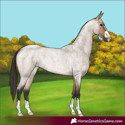 Horse Color:Bay Roan Dun
