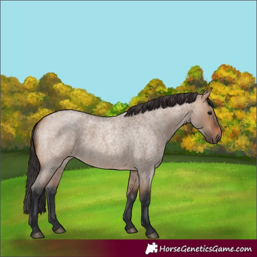 Horse Color:Bay Roan Dun