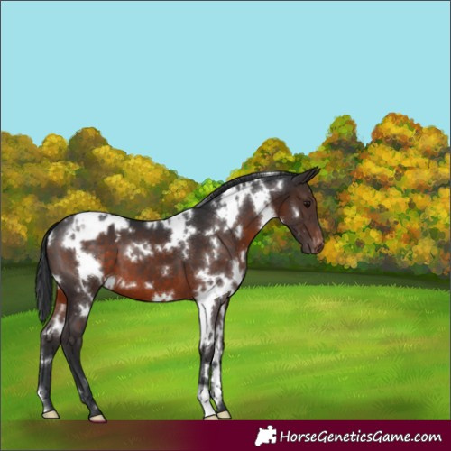 Horse Color:White Spotted Brown Appaloosa 