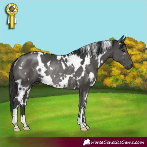 Horse Color:White Spotted Black Rabicano 