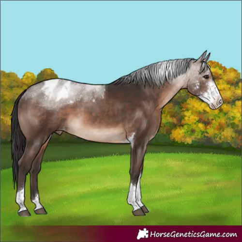 Horse Color:Brown Sabino Tobiano Appaloosa 