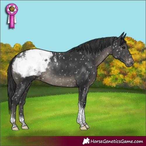 Horse Color:Black Tobiano Appaloosa Rabicano 