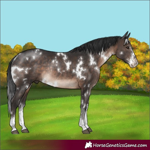Horse Color:White Spotted Brown Sabino Rabicano 