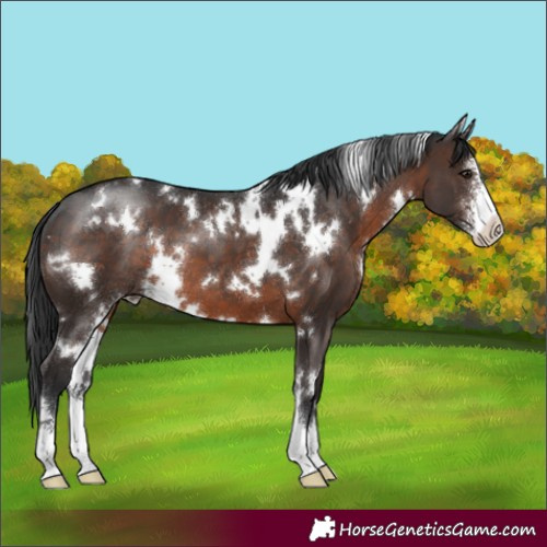 Horse Color:White Spotted Brown Sabino 