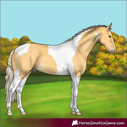 Horse Color:Palomino Tobiano 