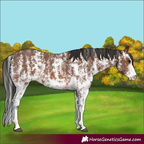 Horse Color:Brown Sabino Rabicano and Brown Sabino Rabicano