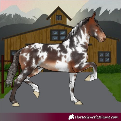 Horse Color:White Spotted Bay Appaloosa