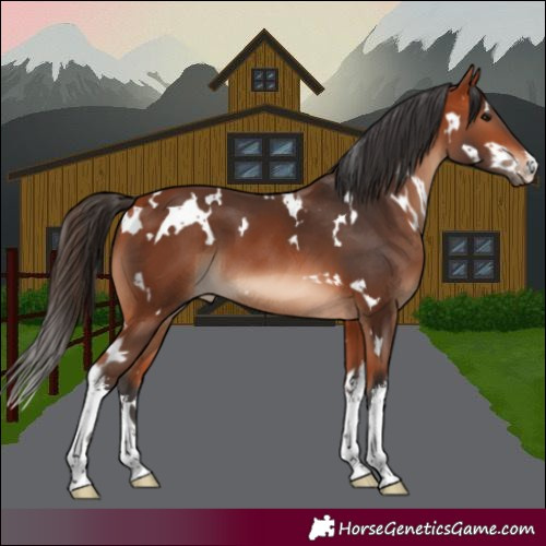 Horse Color:White Spotted Bay 