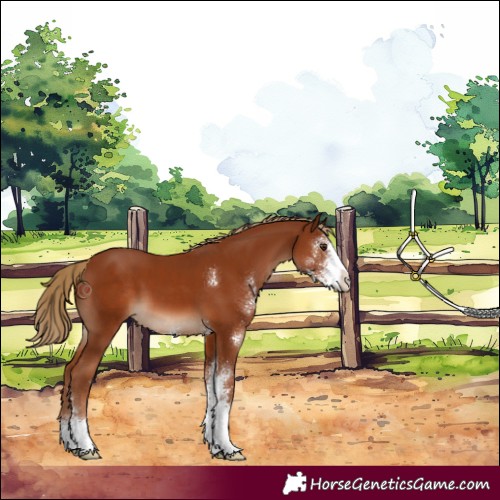Horse Color:Chestnut Sabino 