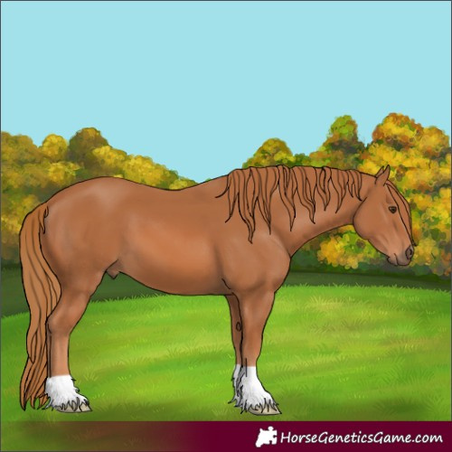Horse Color:Unknown 