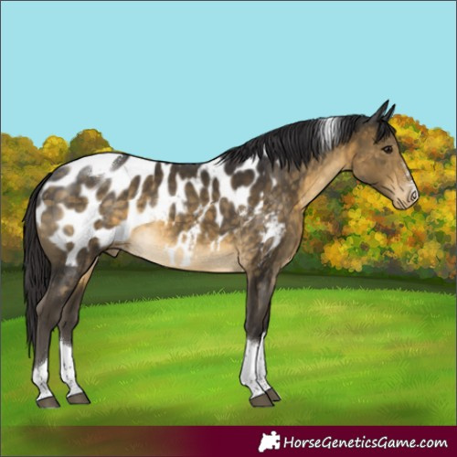 Horse Color:Buckskin Tobiano Appaloosa Rabicano