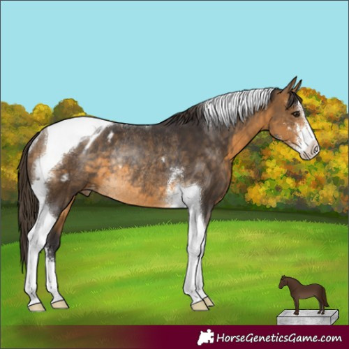 Horse Color:Buckskin Sabino Tobiano Appaloosa Rabicano 