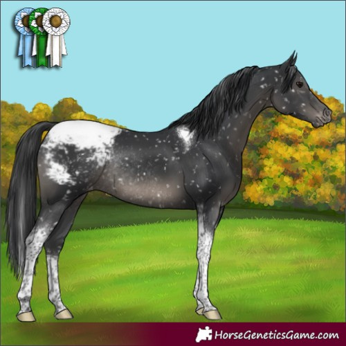 Horse Color:Black Tobiano Appaloosa Rabicano 