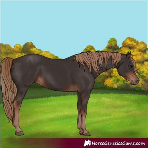 Horse Color:Liver Chestnut
