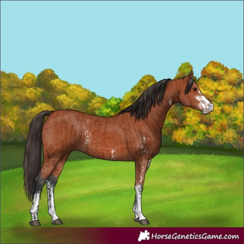 Horse Color:Bay Sabino Rabicano  and Bay Sabino Rabicano 