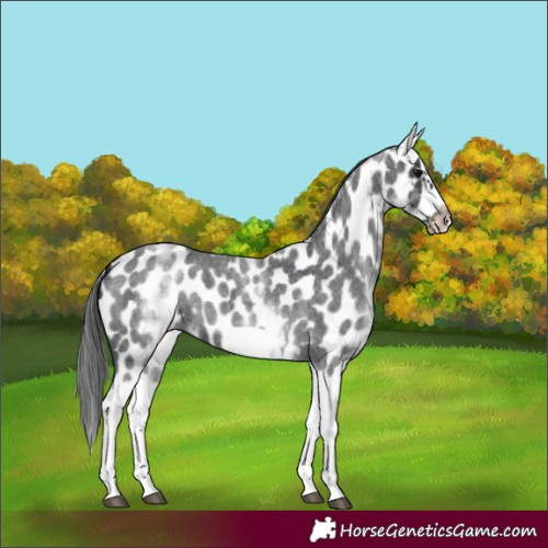 Horse Color:White Spotted Blue Roan Splash Frame Near Leopard