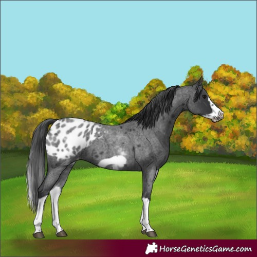 Horse Color:White Spotted Blue Roan Splash Frame Appaloosa
