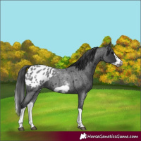 Horse Color:White Spotted Blue Roan Splash Frame Appaloosa 
