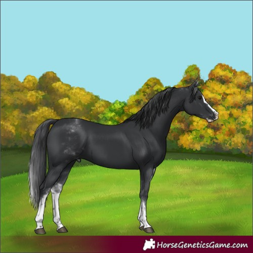 Horse Color:White Spotted Black Splash 