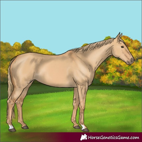 Horse Color:Red Dun 