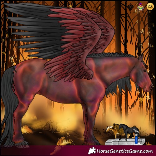 Horse Color:Black and Black