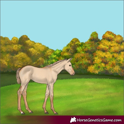Horse Color:Red Dun 