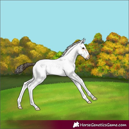 Horse Color:White Spotted Buckskin Splash Frame 