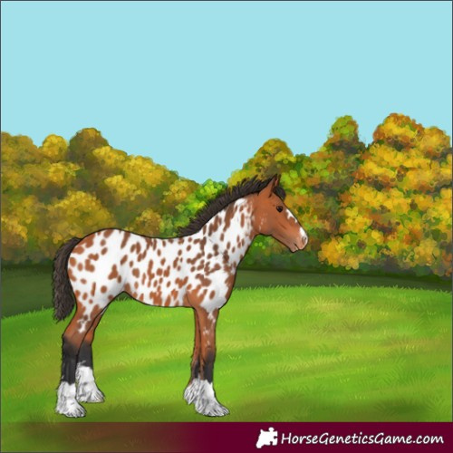 Horse Color:Bay Appaloosa 