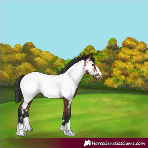 Horse Color:Bay Appaloosa 