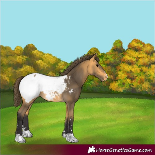 Horse Color:Buckskin Appaloosa 