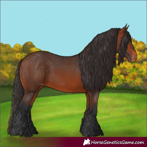 Horse Color:Bay Appaloosa 