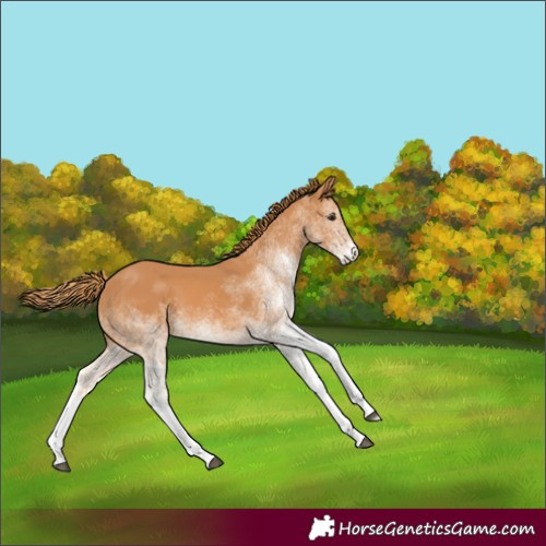 Horse Color:White Spotted Chestnut 