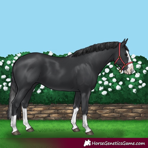 Horse Color:Black Splash 