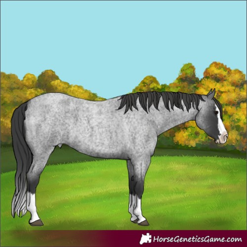 Horse Color:Blue Roan Splash 