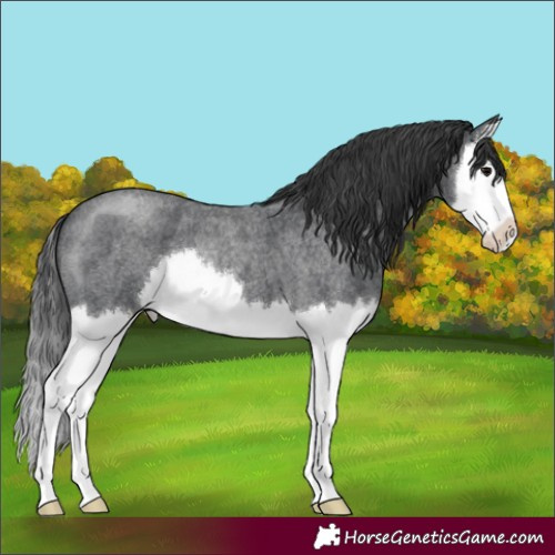 Horse Color:Blue Roan Splash