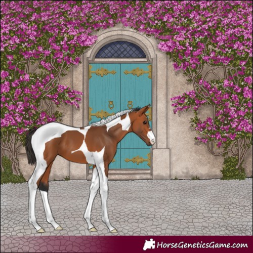 Horse Color:Bay Tobiano 