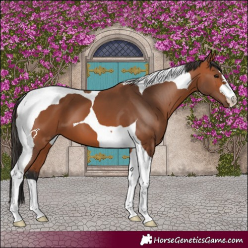 Horse Color:Bay Tobiano 