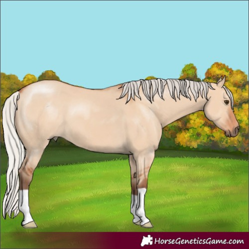 Horse Color:Silver Bay Dun 