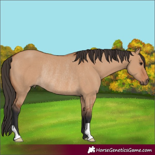 Horse Color:Bay Dun Rabicano 