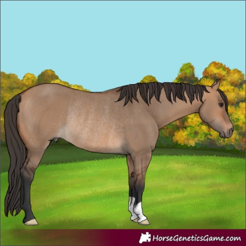 Horse Color:Bay Dun Rabicano