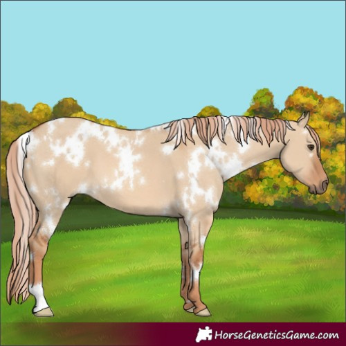 Horse Color:White Spotted Red Dun 