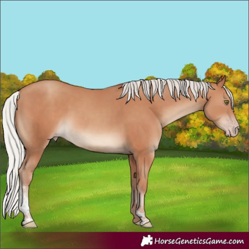 Horse Color:Silver Classic Champagne Sabino Rabicano 