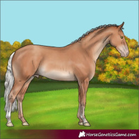 Horse Color:Silver Classic Champagne Sabino Rabicano 