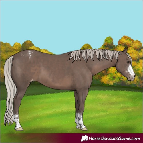 Horse Color:Silver Black Appaloosa 