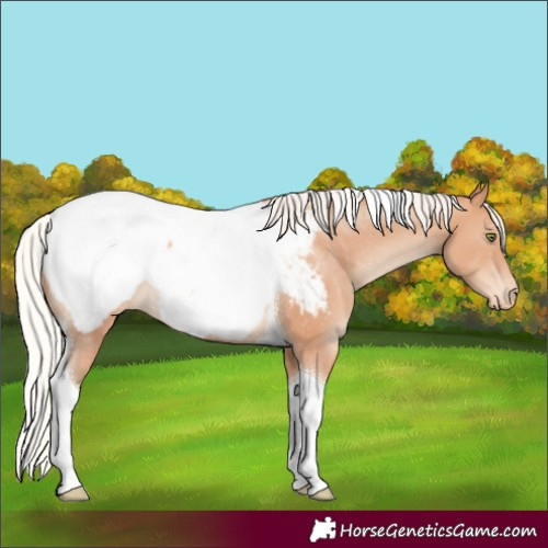 Horse Color:Silver Classic Champagne Tobiano Appaloosa 