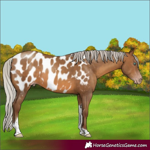 Horse Color:Gray Silver Amber Champagne Tobiano Appaloosa