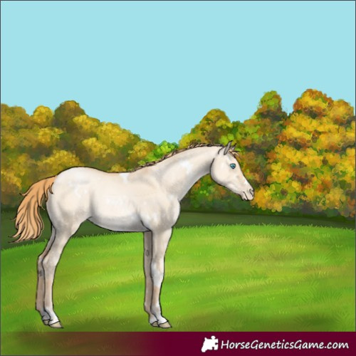 Horse Color:White Spotted Gold Champagne Pearl Dun 