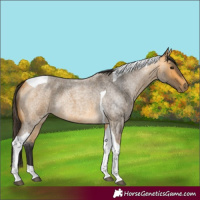 Horse Color:Buckskin Roan Tobiano 
